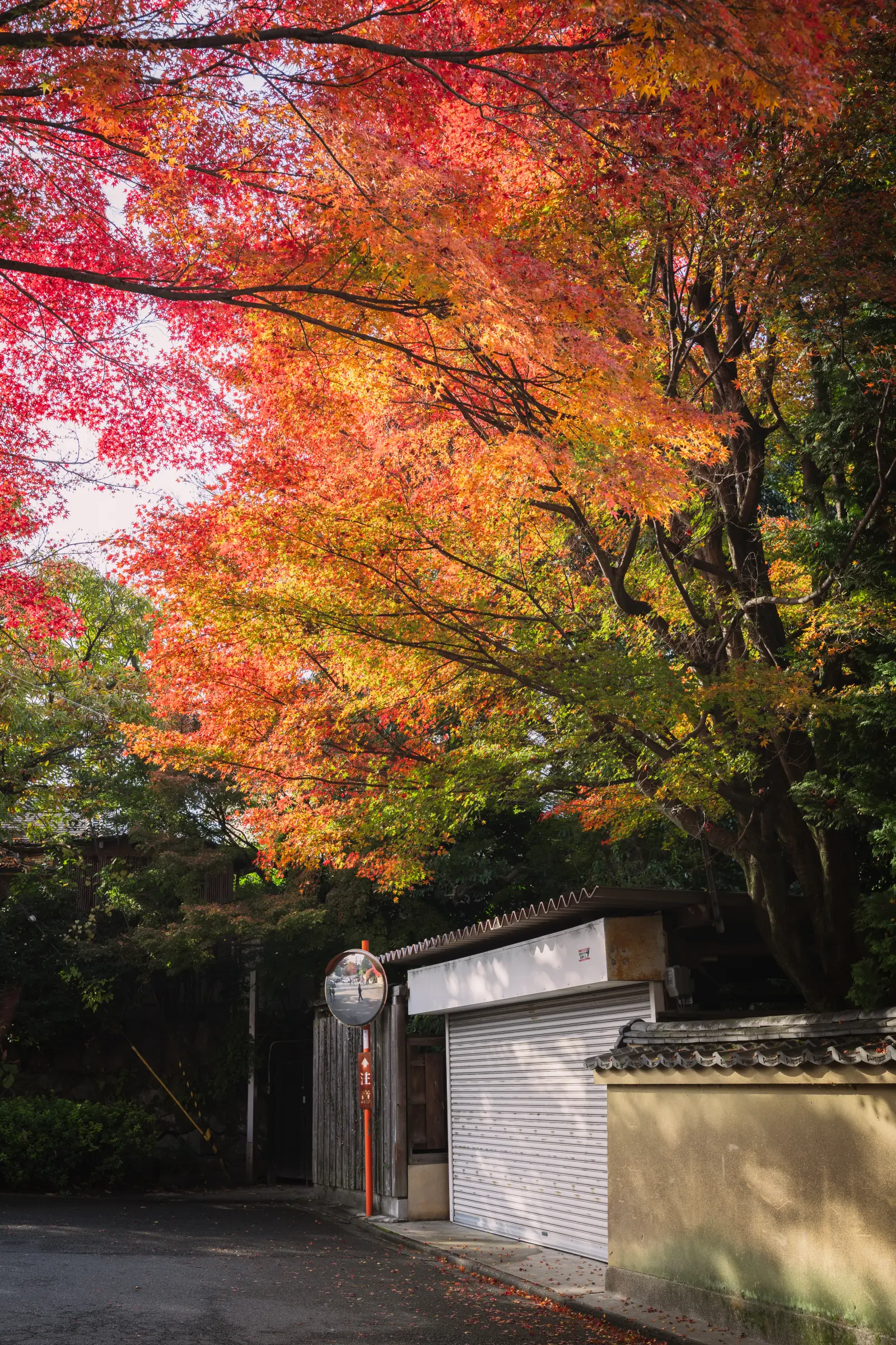 东福寺红叶 · 04