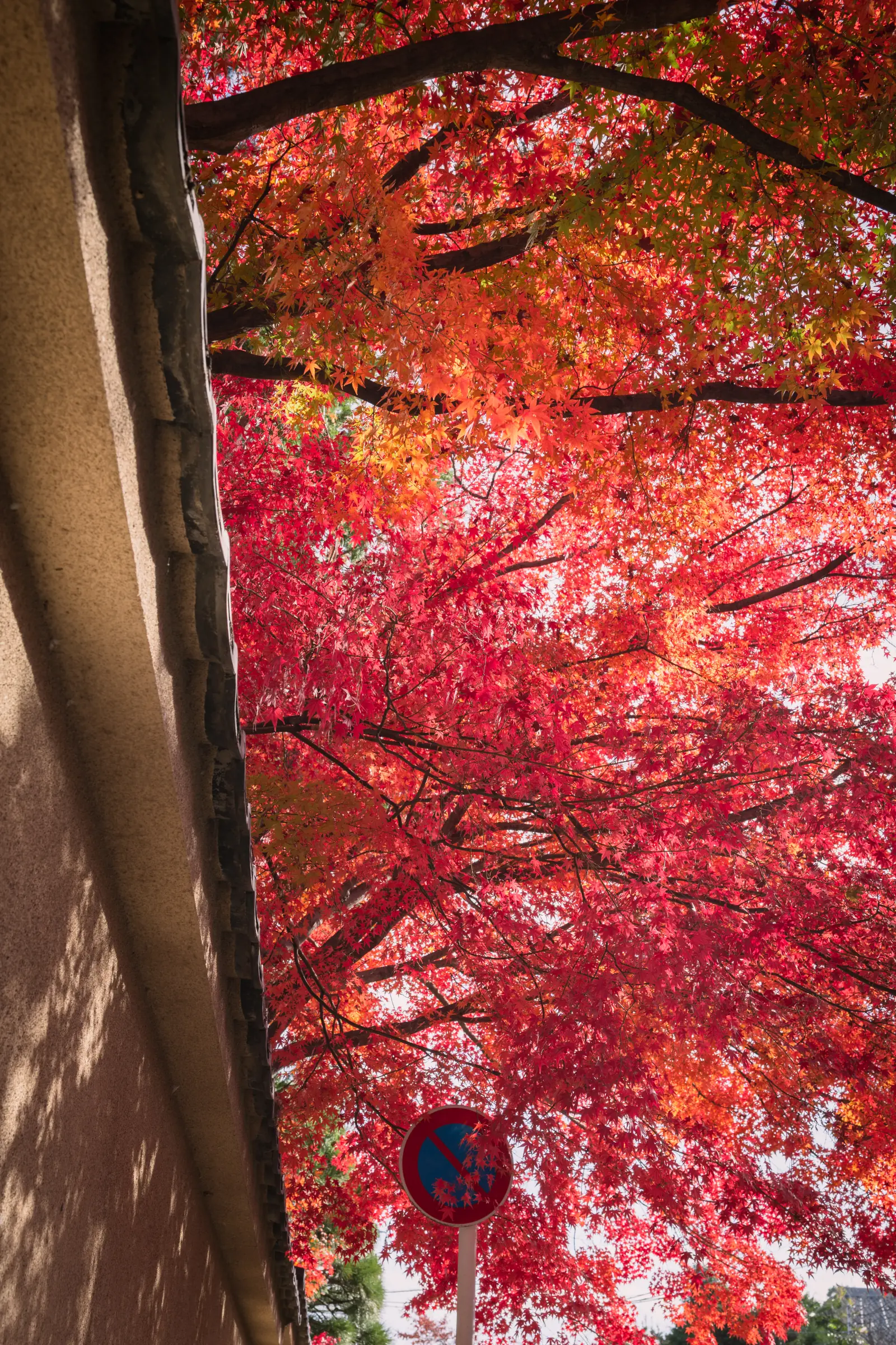 东福寺红叶 · 05