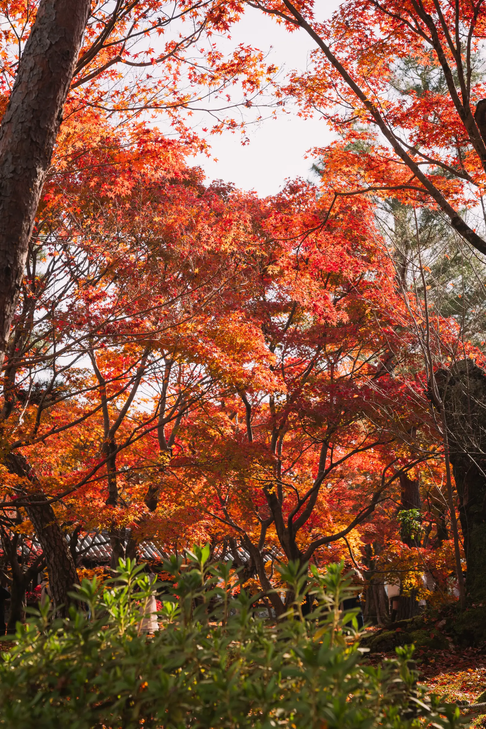 东福寺红叶 · 08