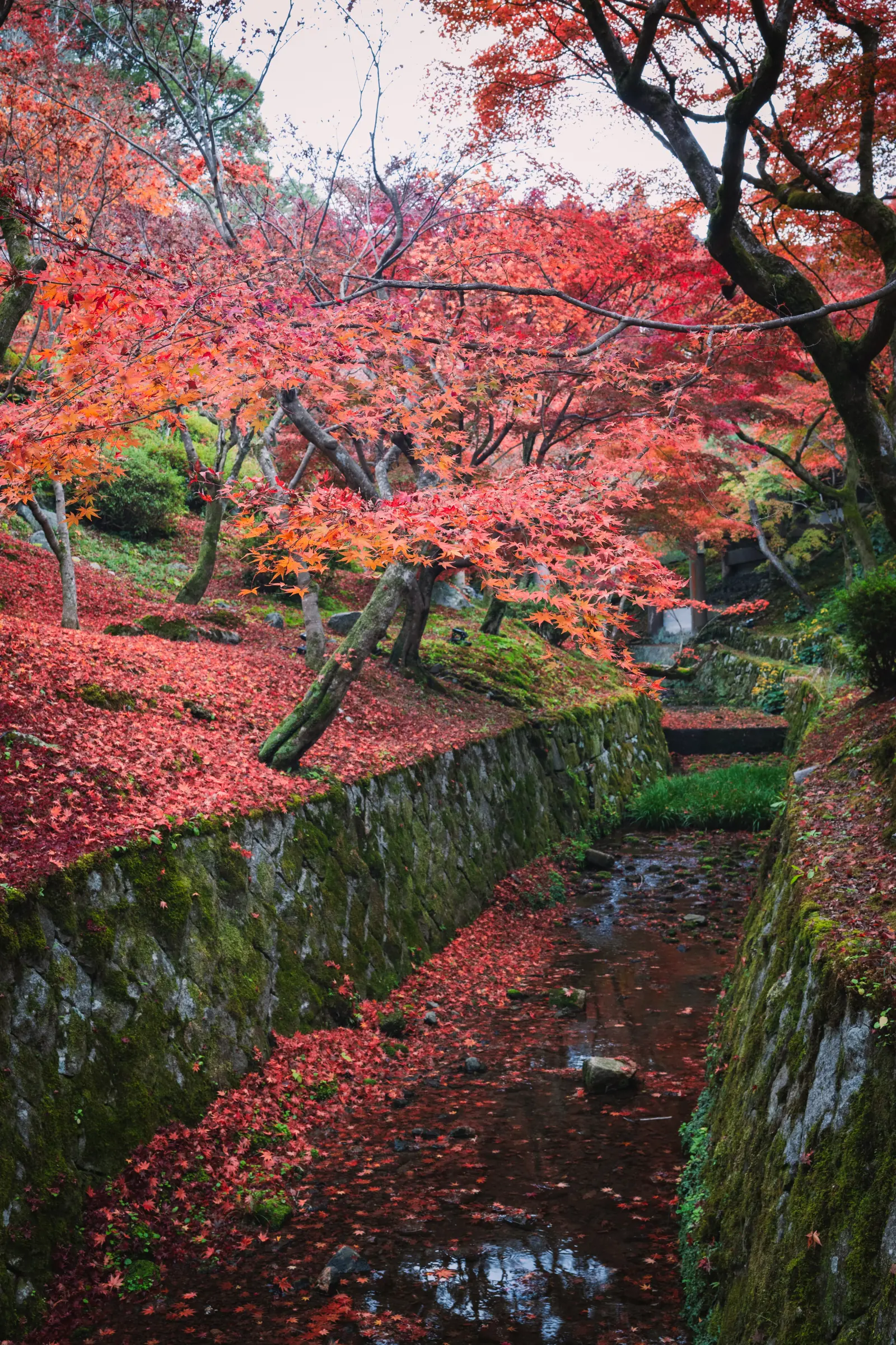 东福寺红叶 · 10
