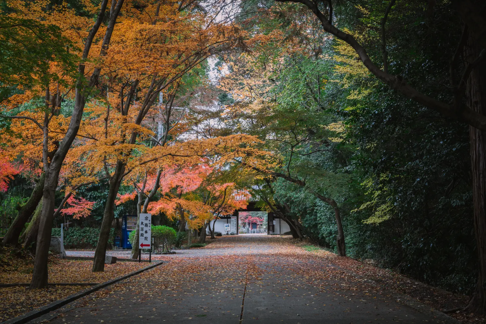 东福寺红叶 · 11