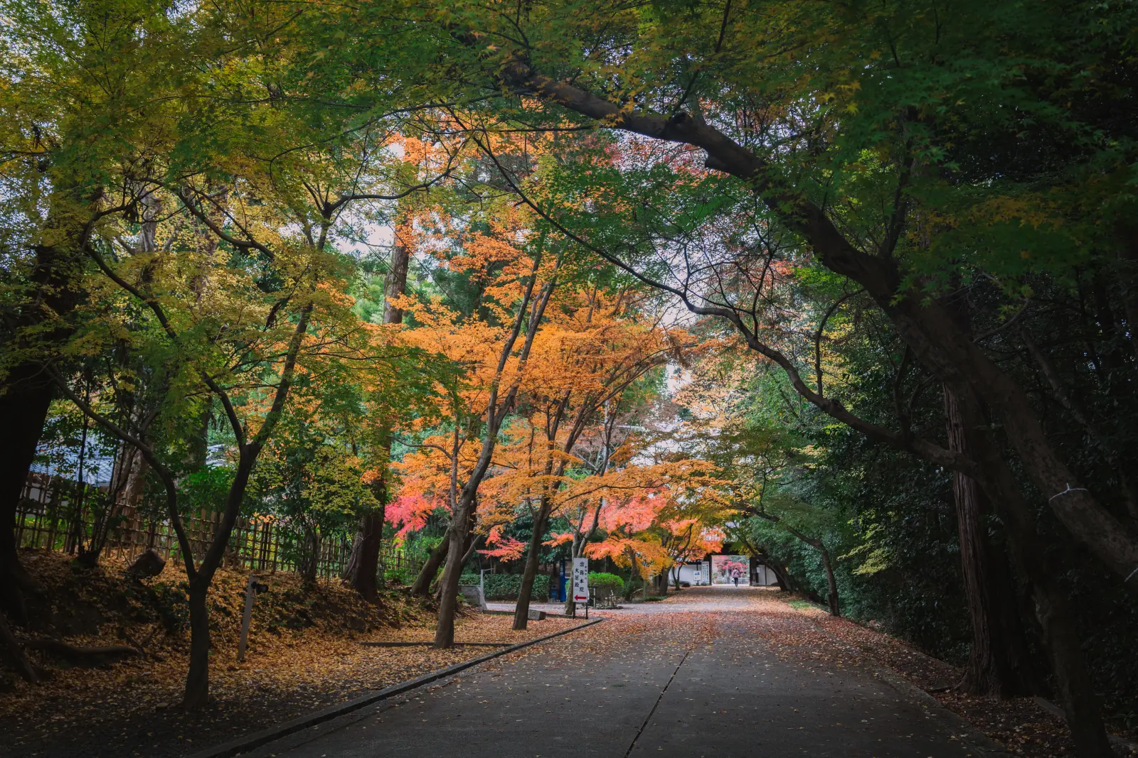 东福寺红叶 · 12