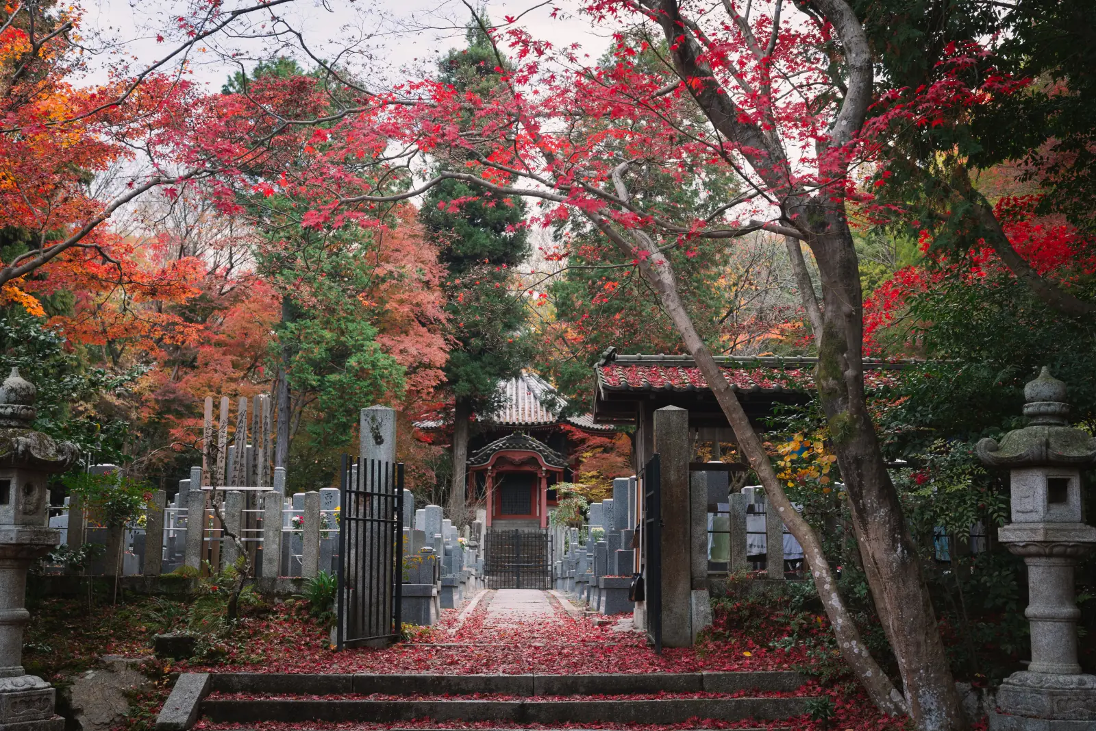 东福寺红叶 · 13