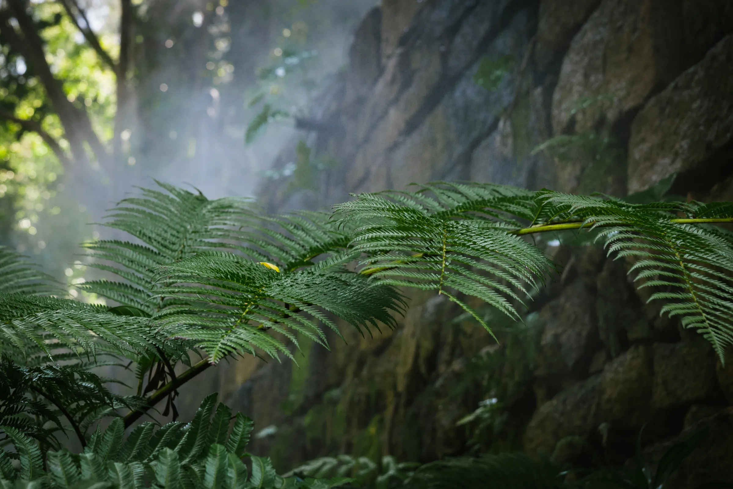 厦门植物园 · 01