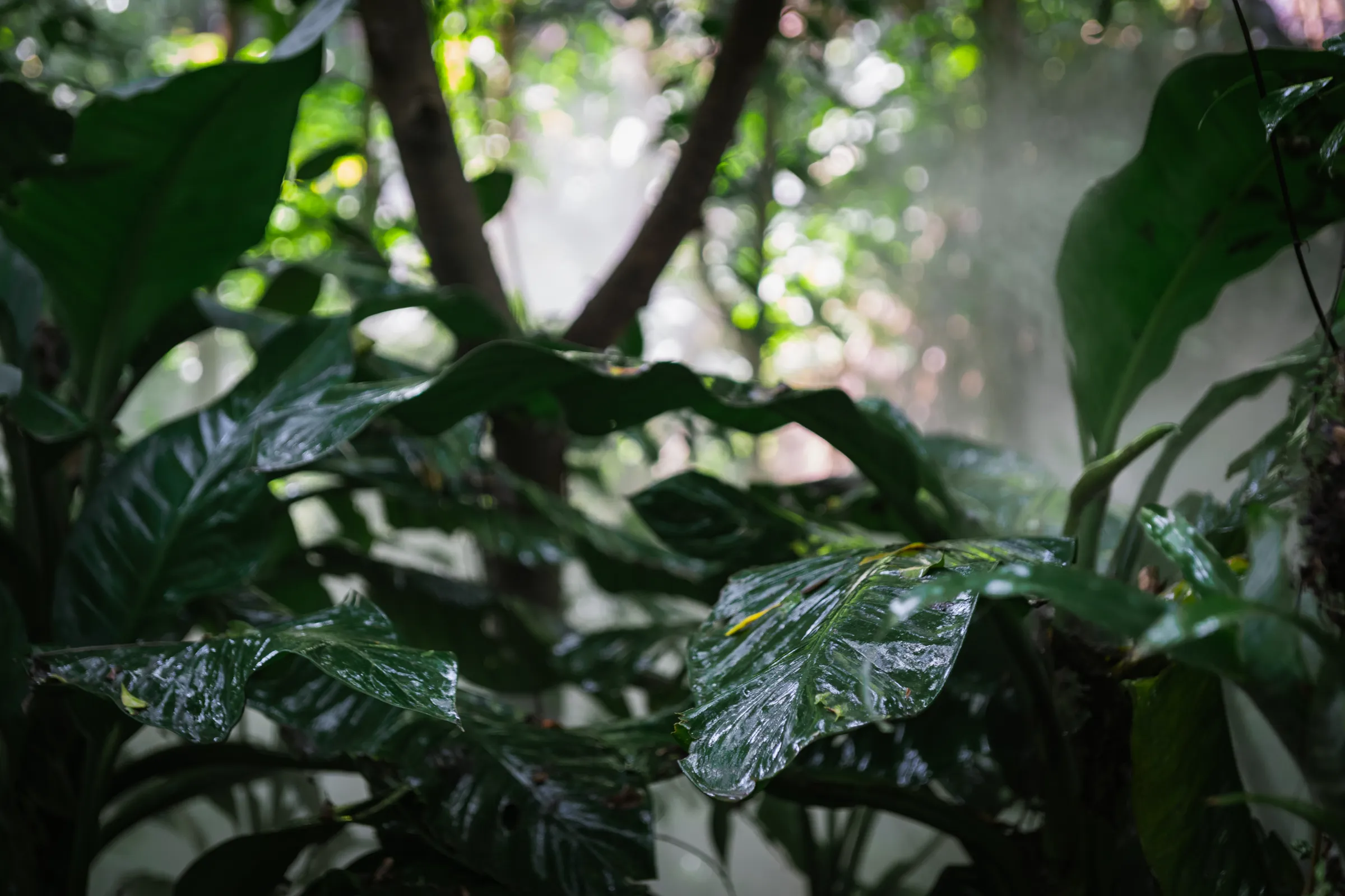 厦门植物园 · 03