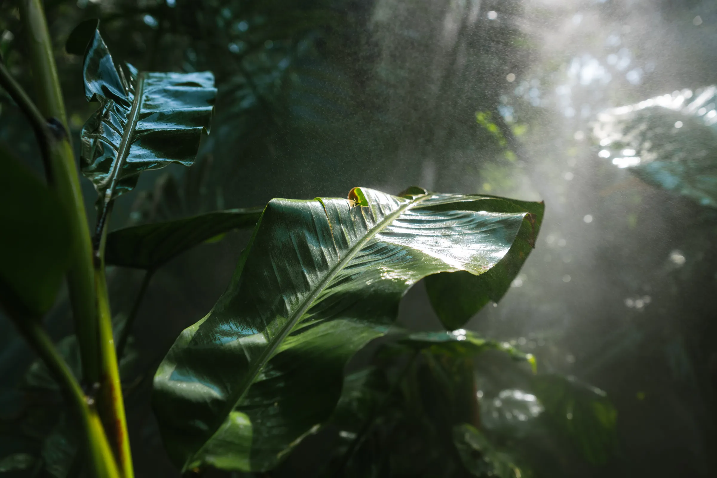 厦门植物园 · 12